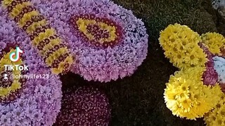 Butterfly Made Out Of Flowers Baguio City /Panagbenga