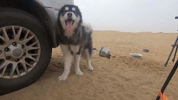 Pet | Go On A Trip with Alaska Malamute