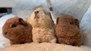 Có ba miếng gà rán, hai miếng bị chiên quá kỹ, một miếng chưa chiên kỹ. Dễ thương quá.