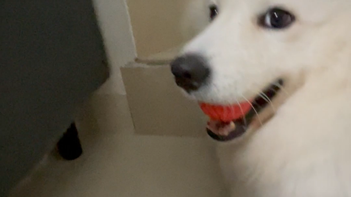 [Nozi] Question: When will Yuki make pig noises?