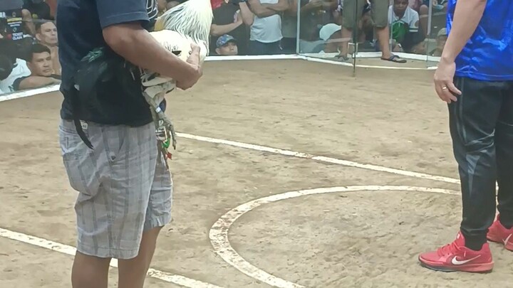 2hits ulotan delmonte cockpit win..