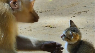 Proof of early primate domestication of cats