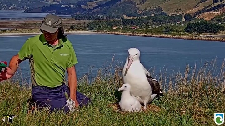 [Royal Albatross] Don't be angry, I'm just weighing your child (New Zealand Department of Conservati