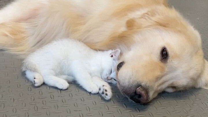 The little kitten has grown up!