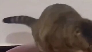 现在当个小猫多难啊。拉屎前还得先立正，