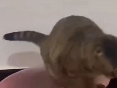 现在当个小猫多难啊。拉屎前还得先立正，