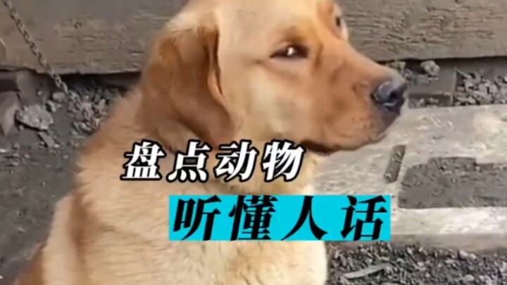 "Mengulas hewan-hewan yang bisa memahami perkataan manusia"~