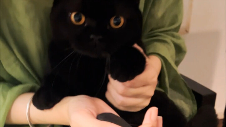 Bibi-bibi, bolehkah saya menukar kue hitam ini dengan beberapa ikan kering kecil?