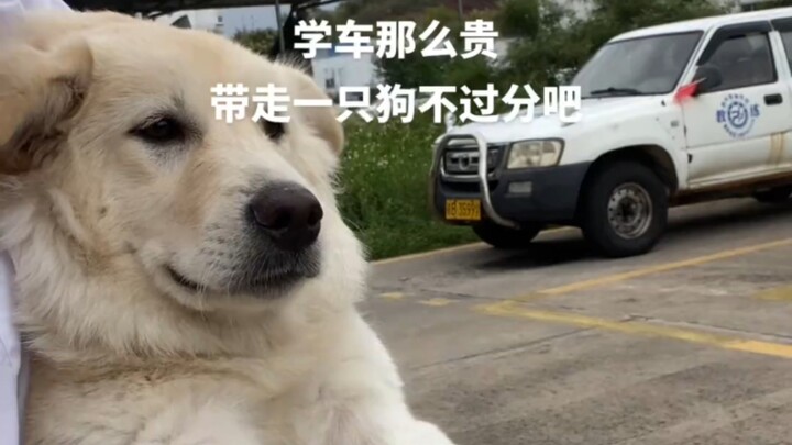 The driving school dog’s already totally chilled out with me.