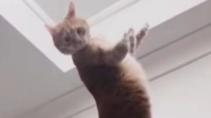 “Leaving the Surface of Cat Planet”