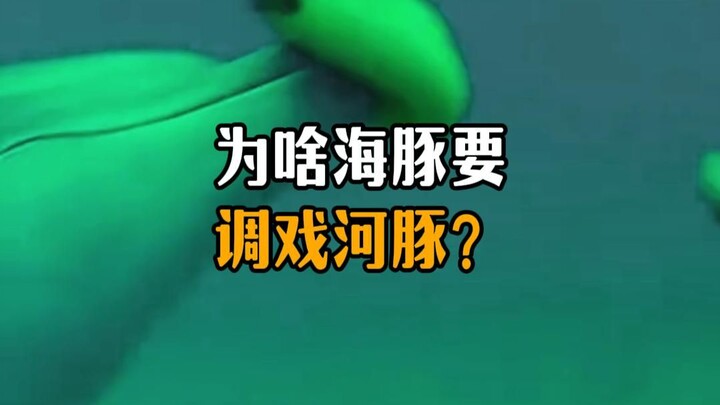 Why do dolphins bite pufferfish?