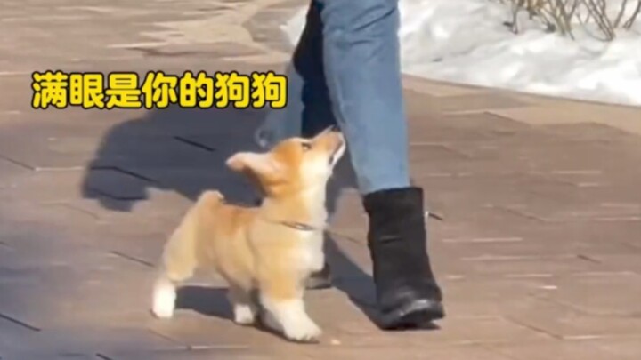 Who could possibly resist a polite little dog?