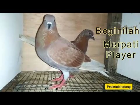 Cara Merawat Merpati Player| PECINTA BINTANG