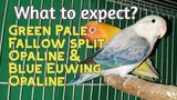 African Lovebirds| What to expect in Pale Fallow split Opaline (C) and Blue Euw Opaline (H) pairing