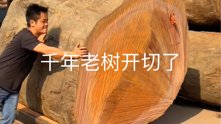 Cắt cây cổ thụ ngàn năm tuổi
