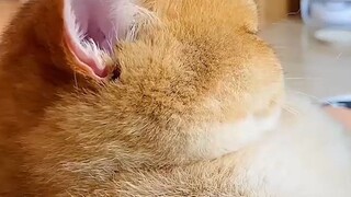 Melihat wajah besar yang lembut dan berbulu seperti ini, aku tak tahan untuk langsung memeluknya!