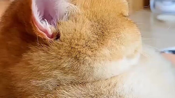 Seeing such a fluffy, big face makes me just can't help but want to give it a good scratch!