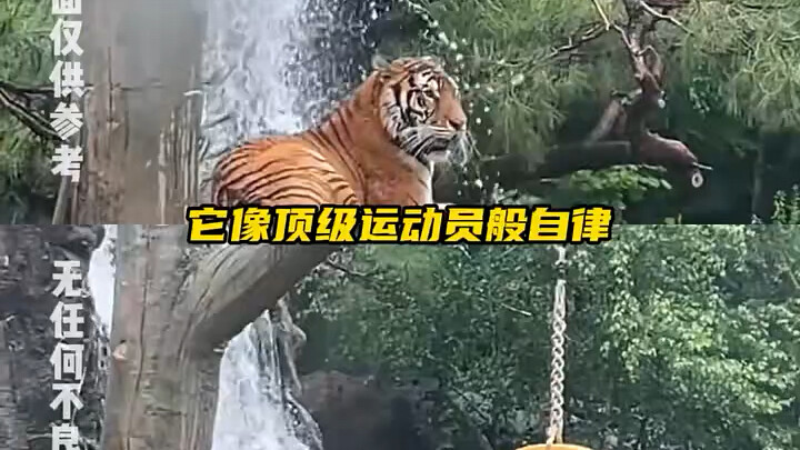 Dale: Mẹ chỉ hơi khó chịu vì chưa quen thời tiết, mày tưởng tao không làm được à? “Dale” “Hổ” “Động 