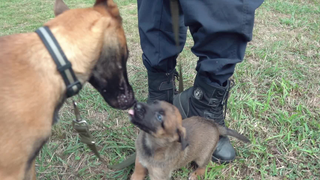 Hari dimana anak anjing tersebut terpilih menjadi anjing polisi