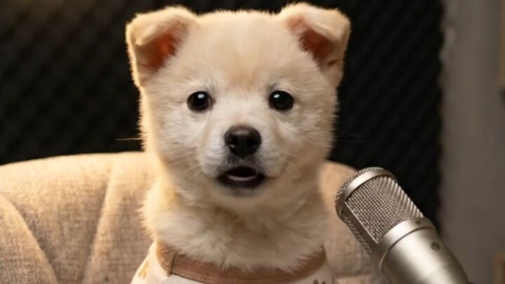 Dog Radio Talks with You About “Qixi”