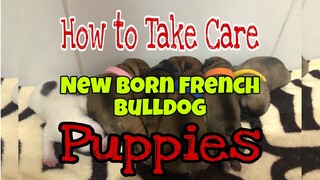 How to take care a New born French Bulldog puppies... one to two days old from birth.