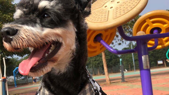My adult dog is hard to control—how can I deal with a male dog in heat?