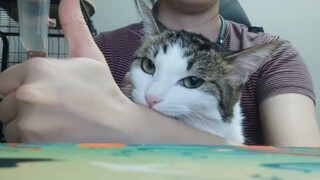 Keterampilan tradisional pemilik kucing, menggosok kepala kucing