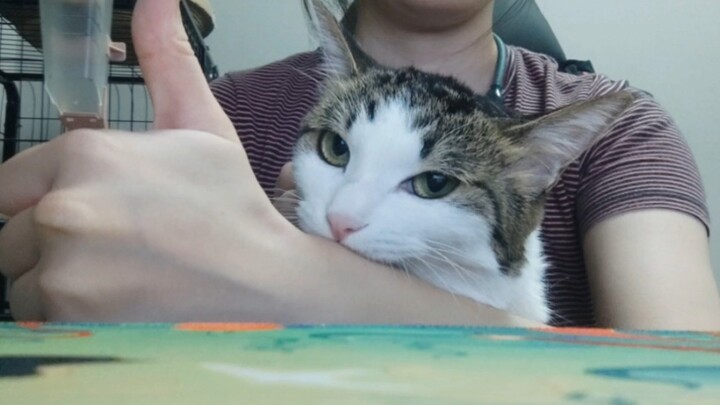 A traditional cat owner skill: rubbing a cat's head