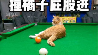 Sorry, little orange