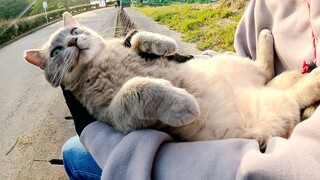 A chubby cat relaxes unprotected on a volunteer's thigh