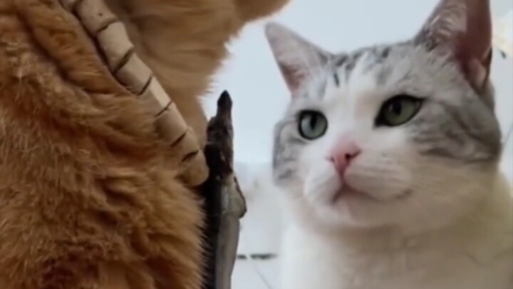 For the first time ever, I felt envy looking at a cat’s face!