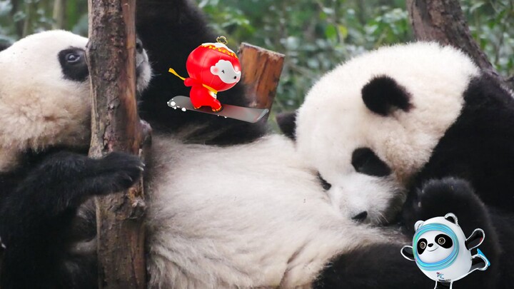 Panda Channel | Pandu Hehua Cuddling With Its Sister