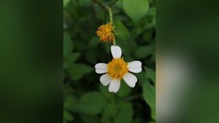 enya echosinrain flowergrass