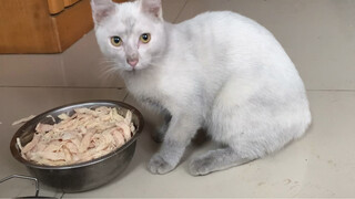 [Animals]When domestic cat come back from outside
