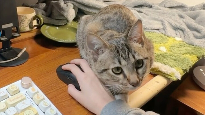 First time trying to summon a kitten on my hand