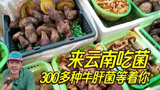 Over 300 kinds of bolete mushrooms, more than 20 varieties of "Jian Shou Qing"—the bewildering world
