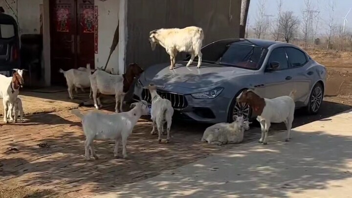 “Sheep???”