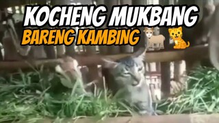 KOCHENG & KAMBING MUKBANG BARENG | KOMPILASI DUBBING JAWA 2020 PART 8