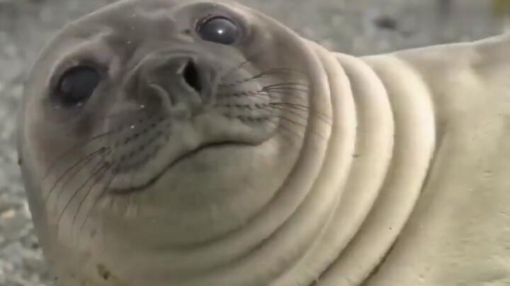 Con hải cẩu bấm móng tay