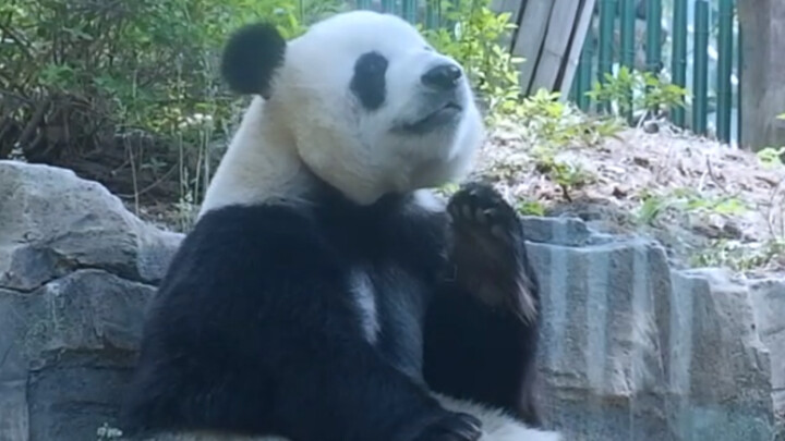 [Panda Besar] Percakapan Harian Fei Yun Dan Jin Hu