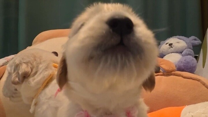 Day 25 of helping the Golden Retriever mom care for her little baby
