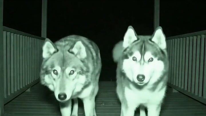 الكلب: ماما، سارعي وافتحي الباب، لقد جلبتُ صديقًا معي!