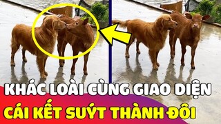 Khoảnh khắc 'HAI HỆ ĐIỀU HÀNH' chạm mặt nhau và cái kết suýt nữa thì 'THÀNH ĐÔI' 😅 | Gâu Đần