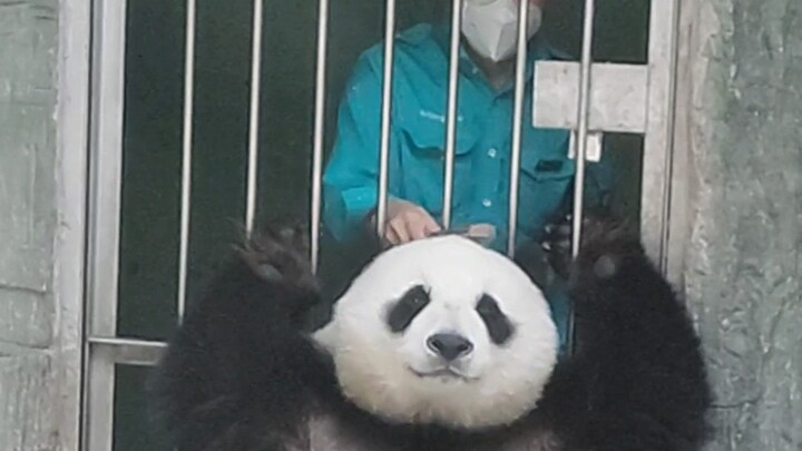 【Panda Raksasa Siang Hari】Siang hari menikmati layanan mengelus bulu ala bintang dari kakeknya 20220