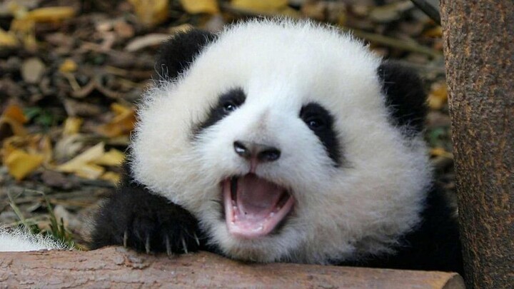 【Panda Raksasa He Huahua】Keseharian He Huahua yang sering terjungkal kepala di bawah~ Lucu sekali, h