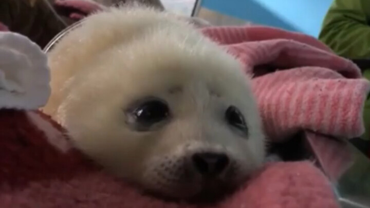 Weak baby seals need to be hand-raised.