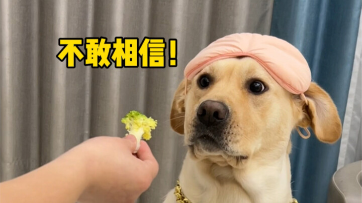 Anjing: Makanya aku bilang ada yang gak beres!