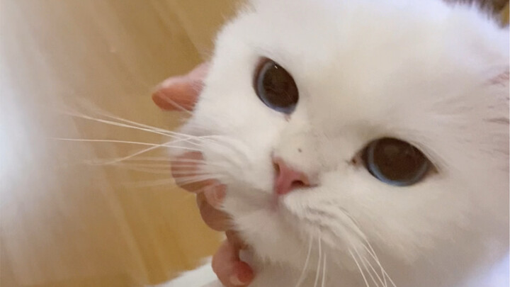 What’s it like to raise a little cat who always responds to everything?