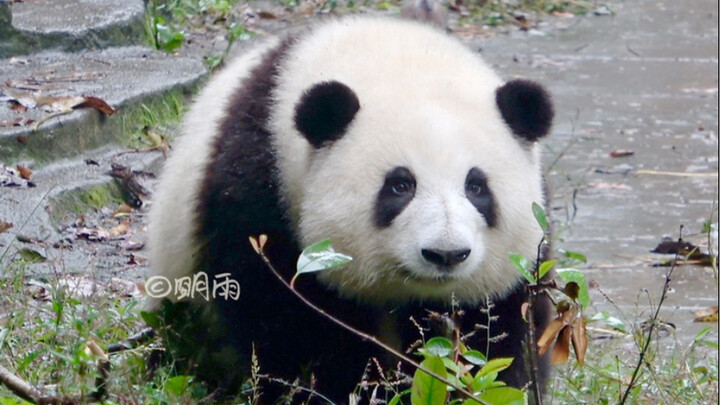 Hehua: Little dove, where are you going?