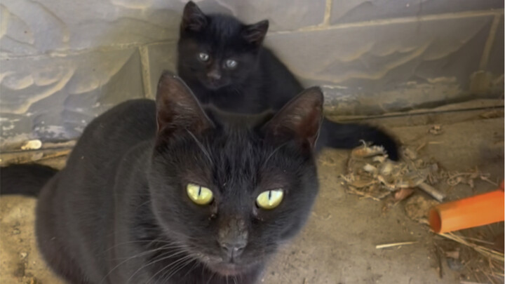 “It wanders in bustling crowds, yet longs for its child to be cradled gently in someone’s palm.”